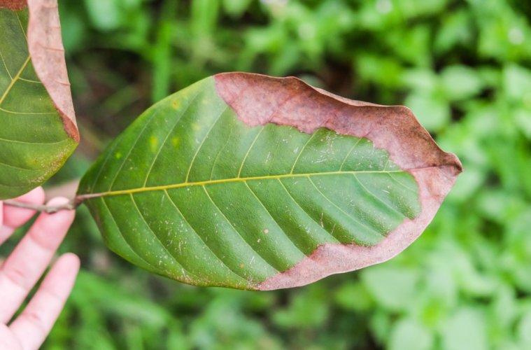 Qual a Importância do Potássio Para as Plantas?