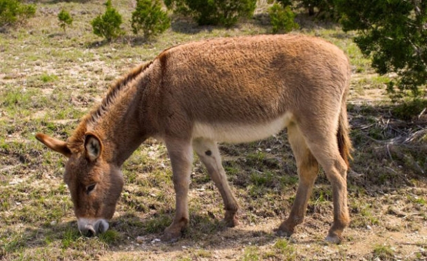 Asno: Curiosidades e Fatos Interessantes Sobre o Animal