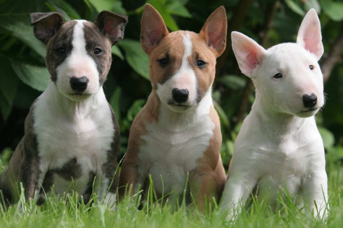 Quanto Custa um Filhote de Bull Terrier Puro?