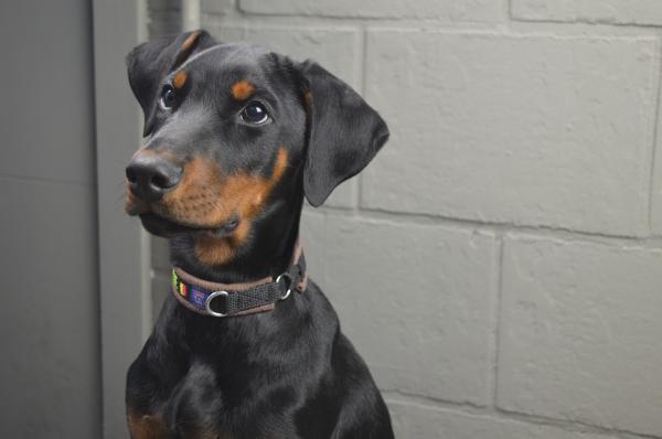 Quanto Custa um Filhote de Doberman Puro?