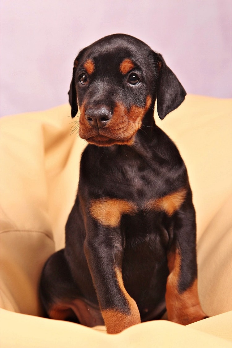 Como Cuidar De Um Doberman Filhote: Cuidados E Doenças