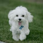Filhote de Poodle Branco
