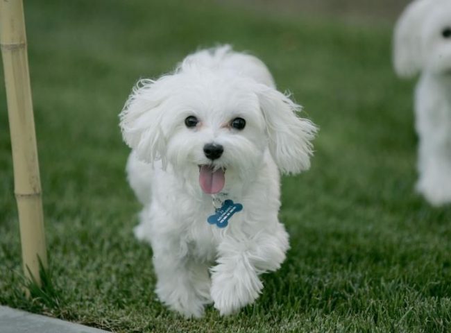 Quanto Custa um Filhote de Poodle Puro?