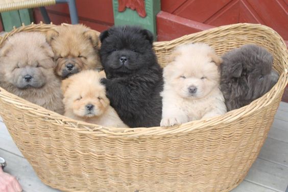 Qual o Peso Ideal de um Chow Chow Adulto e Filhote?