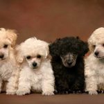 Filhotes de Poodle Branco e Preto