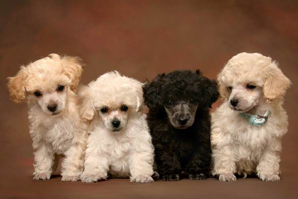 Filhote de Poodle Para Adoção: Onde Encontrar? Como Fazer?