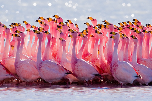 Ficha Técnica do Flamingo: Peso, Altura, Tamanho e Imagens