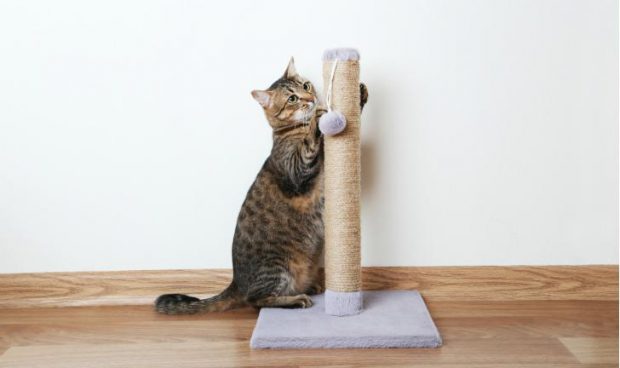 Como Fazer um Arranhador de Gatos?