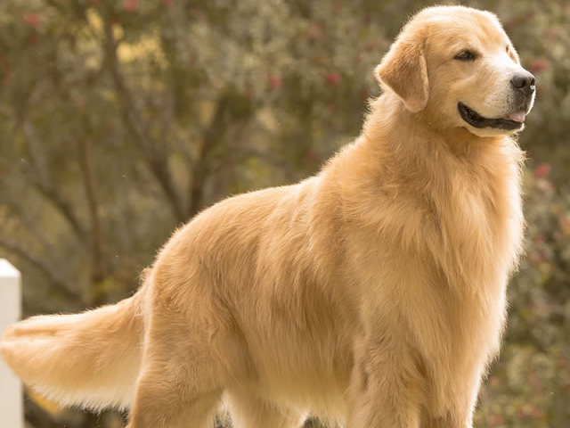 Cachorro Golden Retriever: Personalidade da Raça