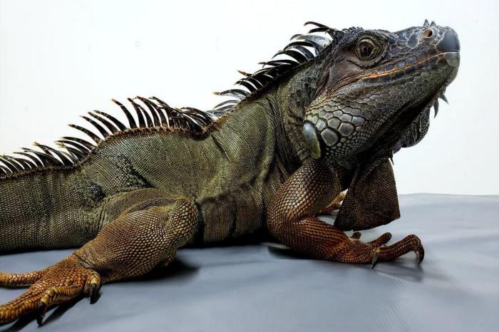 Quantas Vezes Uma Iguana Come Por Dia?