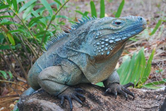 Iguana-Azul : Características, Nome Cientifico, Habitat e Fotos