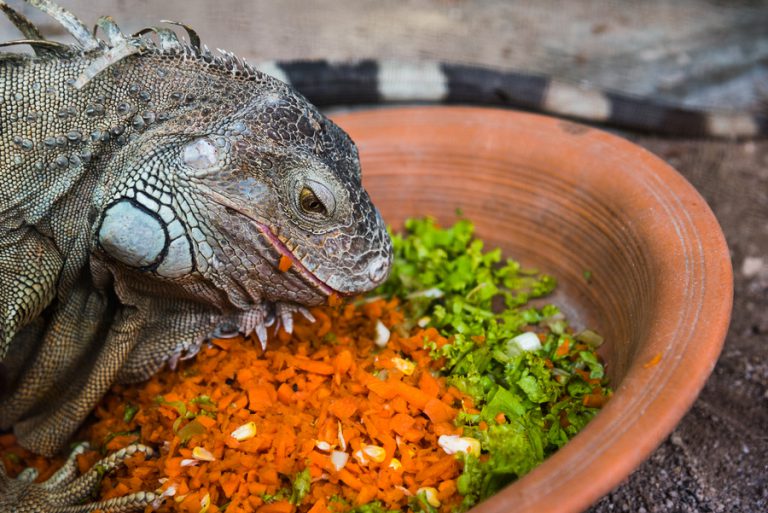 Iguana Comendo
