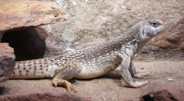 Iguana Do Deserto: Características, Nome Científico E Fotos