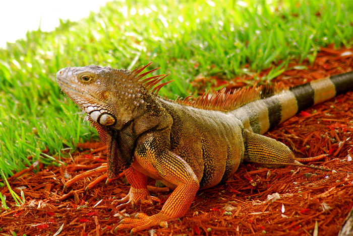 Iguana Riscada: Características, Nome Cientifico e Fotos