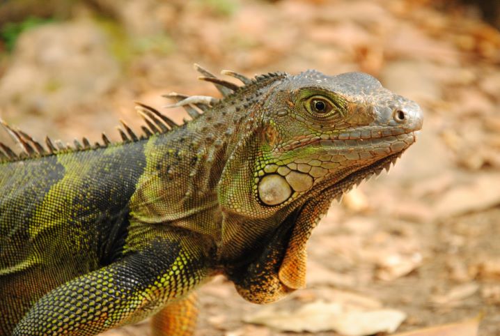 Habitat da Iguana: Onde Elas Vivem?