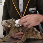 Iguana no Veterinário