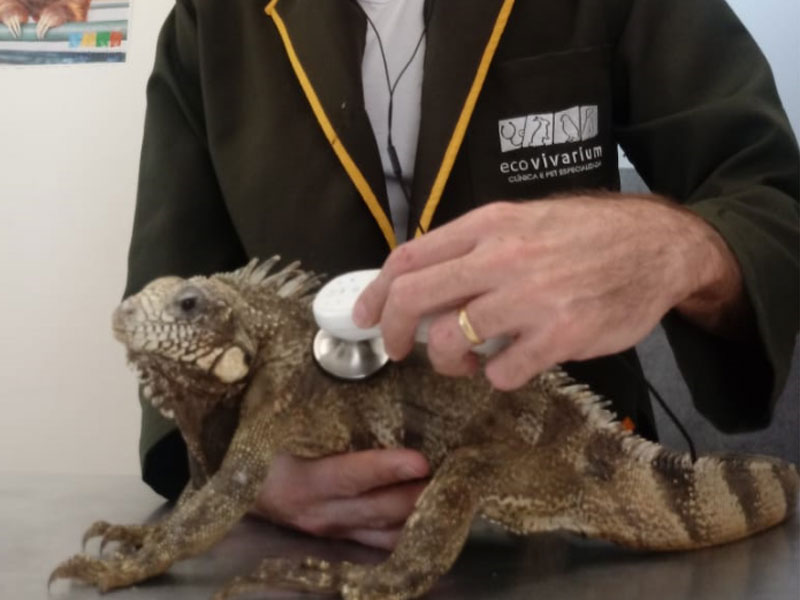 Iguana Barriga Inchada: O Que É? O Que Fazer?