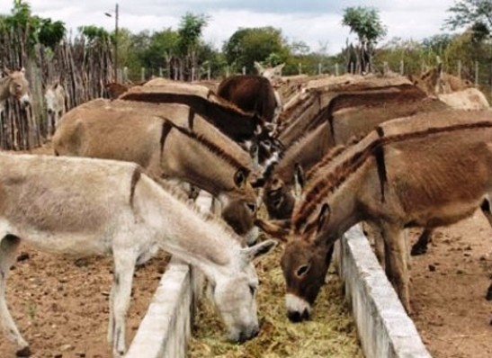 Alimentação do Jegue: O que Eles Comem?