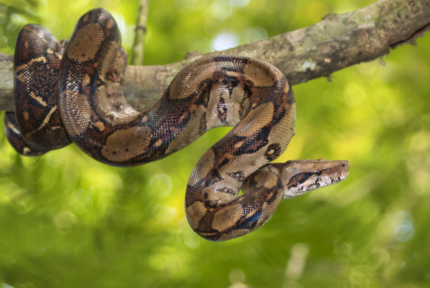 Quais são os Predadores da Jiboia e Seus Inimigos Naturais?