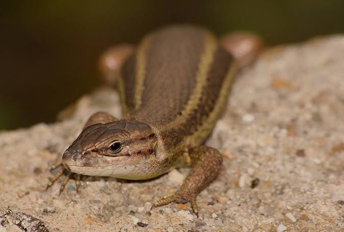 Lagartixa-do-Mato Morde? Características, Habitat e Fotos