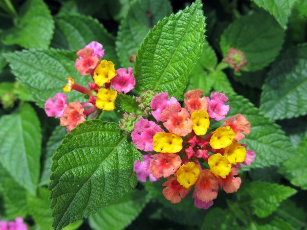 Lantana Camara: Como Cuidar, Fazer Mudas e Características