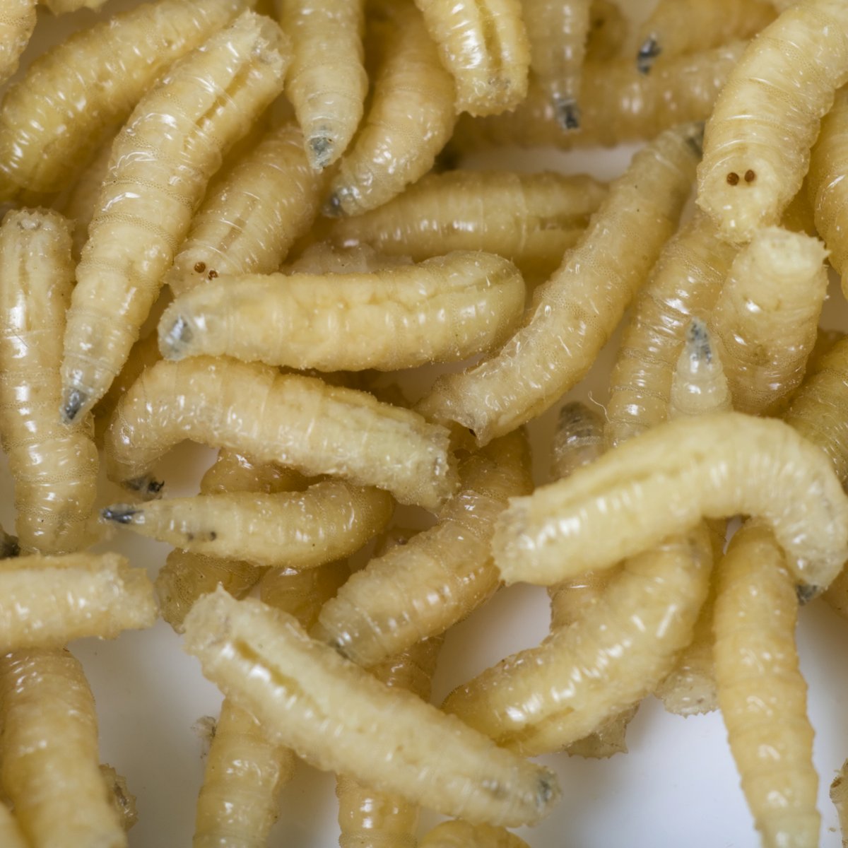 Como Matar Larva de Mosca? Como se Prevenir Delas