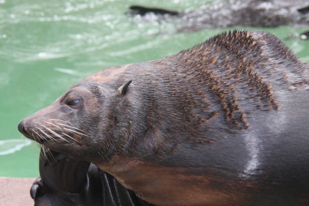 Lobo-marinho-de-guadalupe: Características, Habitat e Fotos