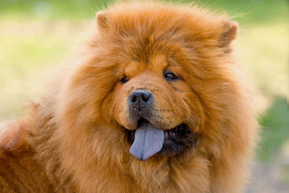 Chow Chow Curiosidades e Fatos Interessantes Sobre a Raça
