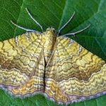Mariposa adulta características gerais