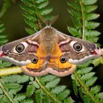 Diferença entre mariposa e borboleta antenas