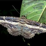 Mariposa em flor polinizadora noturna