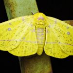 Mariposa Amarela