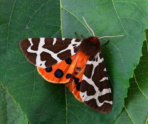 Mariposa-Tigre-de-Jardim: Caracteristicas, Nome Cientifico e Fotos