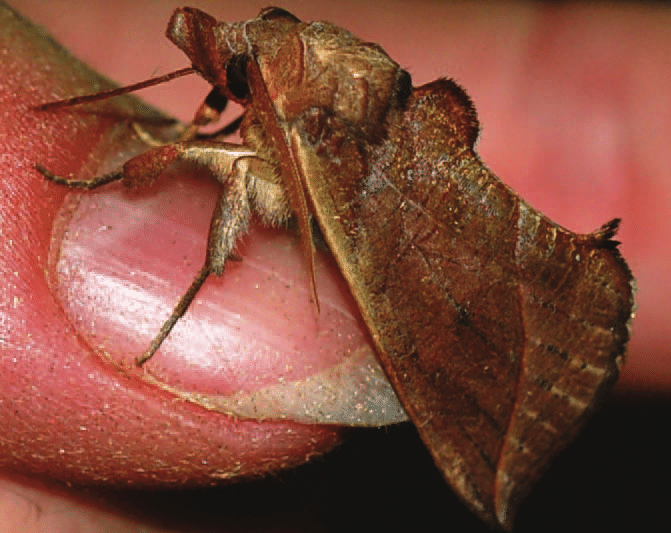 Mariposa Vampira: Características, Nome Científico e Fotos