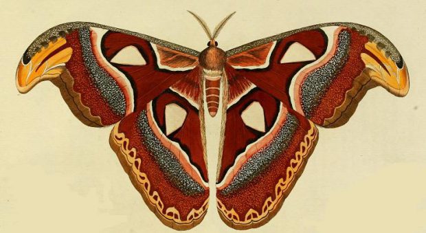 Mariposa Da Cecrópia: Características, Nome Cientifico E Fotos