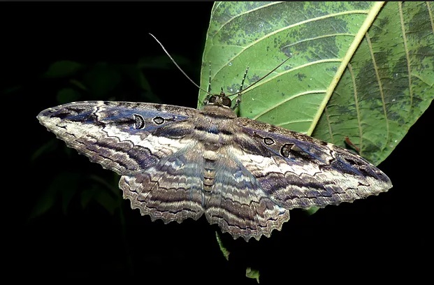 Como é Formado o Corpo da Mariposa?