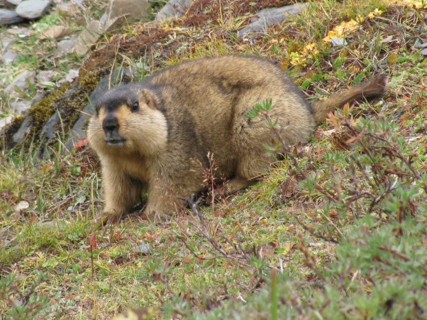 Marmota Himalaia: Características, Nome Científico e Fotos