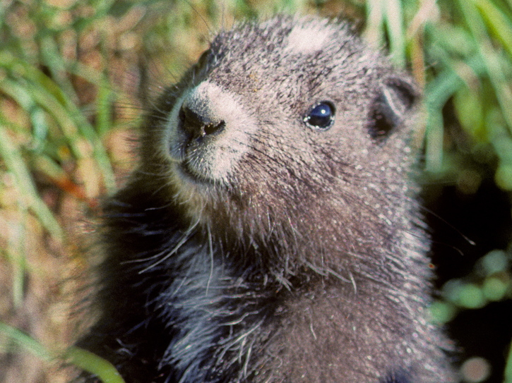 Marmota Vascouverensis: Caracteristicas, Habitat e Fotos