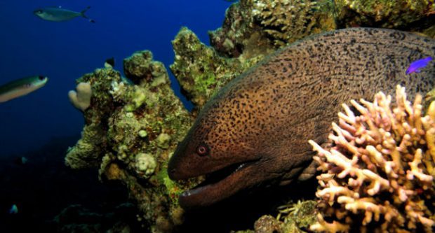Peixe Moreia se Come? Podemos Comer Esse Animal?