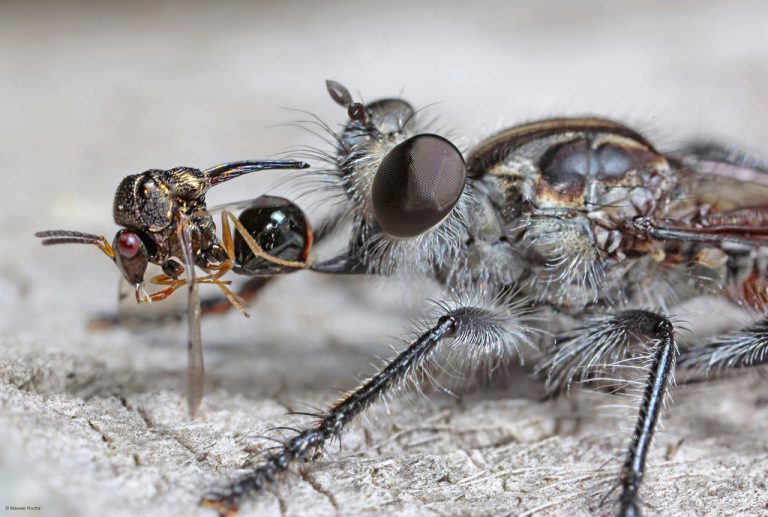 Mosca-Caçadora Comportamento e Alimentação