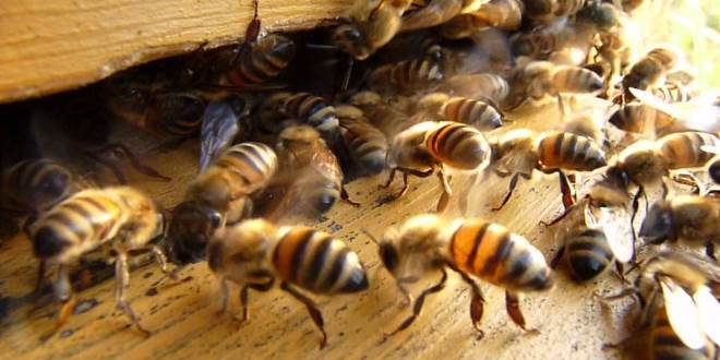 Mosca de Enxame: Características, Como Evitar, Habitat e Fotos