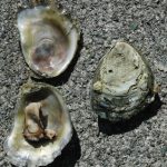 Ostra Ostrea Conchaphila: Características, Nome Científico e Fotos.
