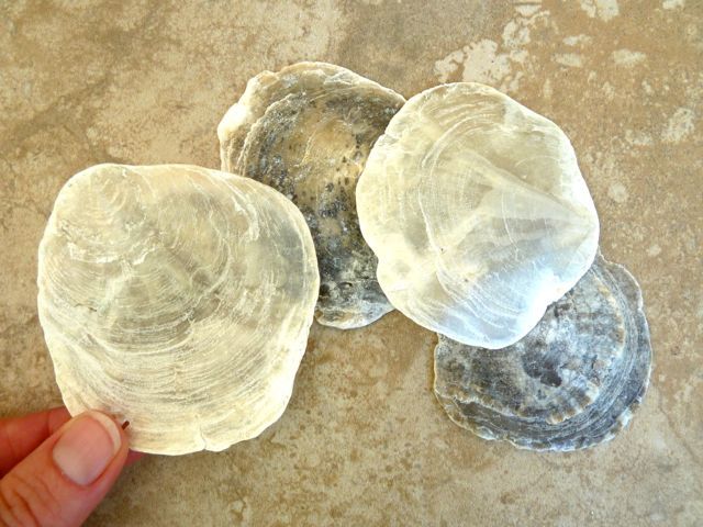 Ostra da Vidraça: Características, Habitat e Nome Científico