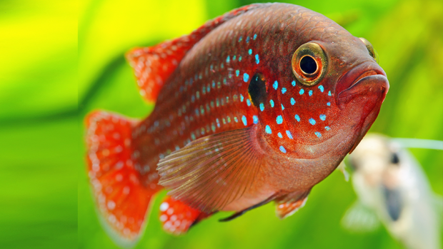 Peixe Acará: Curiosidades e Fatos Interessantes Sobre o Animal