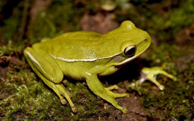 Predadores da Perereca: Inimigos Naturais por Fase de Vida