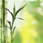 Plantação de Bambu