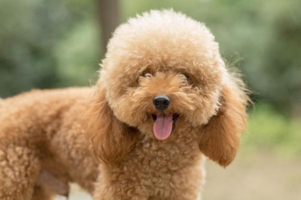 Cores do Poodle: Preto, Branco, Creme, Cinza e Marrom com Fotos
