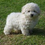 Poodle Toy