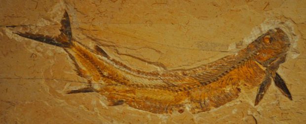 Qual o Tipo de Rocha Permite a Fossilização? O Que é?