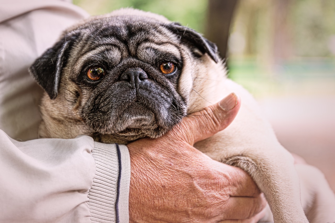 Qual a Melhor Raça de Cachorro para Idosos?